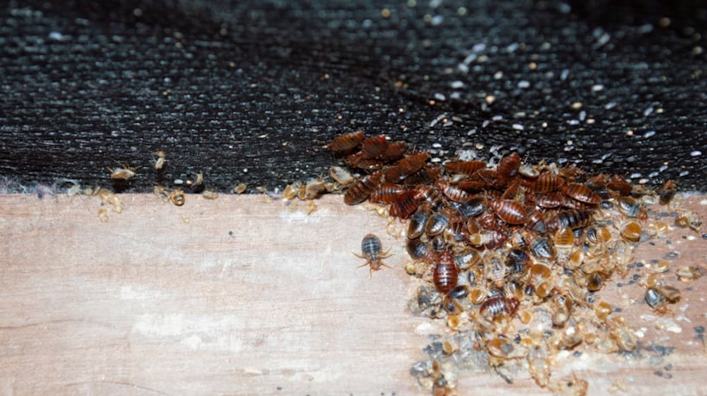 5-Ways-to-Get-Rid-of-a-Bed-Bug-Infestation-1
