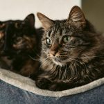 Premium Maine Coon Kittens for Sale Oakland – Champion Pedigree